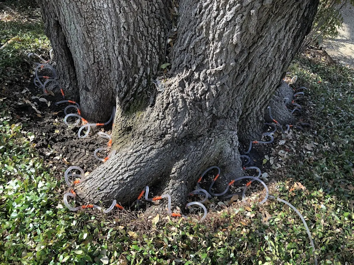 Detailed Tree Cabling and Bracing job site in Craig